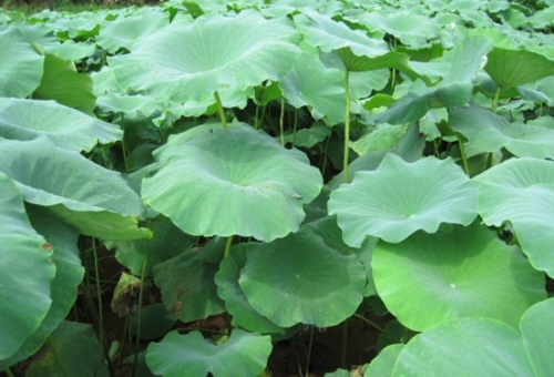 草窝是什么_WWW.YUJUCEPING.COM
