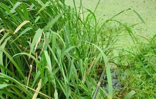草窝是什么_WWW.YUJUCEPING.COM