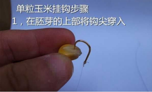 玉米粒钓鱼挂法图解_WWW.YUJUCEPING.COM