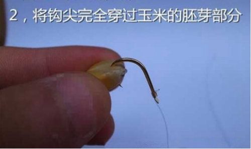 玉米粒钓鱼挂法图解_WWW.YUJUCEPING.COM