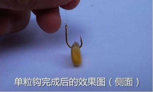 玉米粒钓鱼挂法图解_WWW.YUJUCEPING.COM