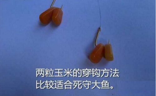 玉米粒钓鱼挂法图解_WWW.YUJUCEPING.COM