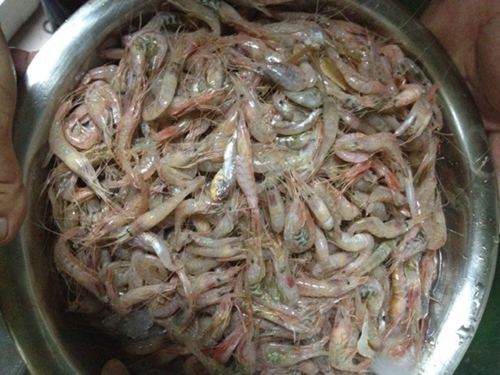 海钓的常用鱼饵_WWW.YUJUCEPING.COM