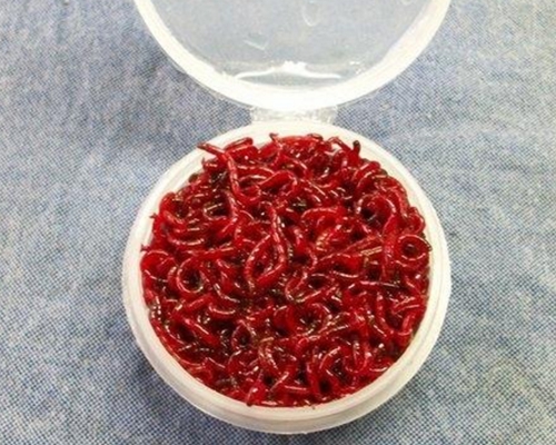 使用红虫钓鱼的方法_WWW.YUJUCEPING.COM