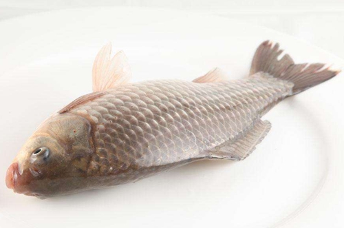 蚕豆粉钓鱼鲫鱼配方_WWW.YUJUCEPING.COM