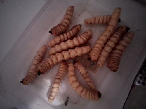 动物类鱼饵分类_WWW.YUJUCEPING.COM