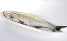 钓白条用拉饵