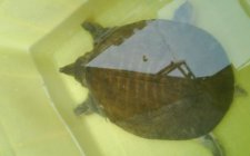 钓野生甲鱼的最佳方法