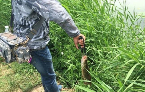 手竿钓黑鱼的技巧_WWW.YUJUCEPING.COM