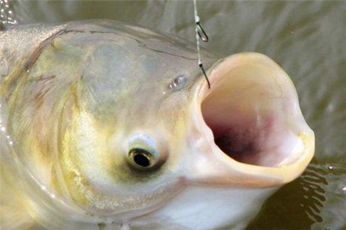 浮钓鲢鳙的钓法分享_WWW.YUJUCEPING.COM