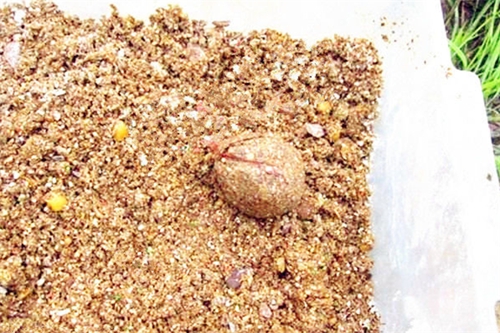 海竿库钓远水大物技巧_WWW.YUJUCEPING.COM