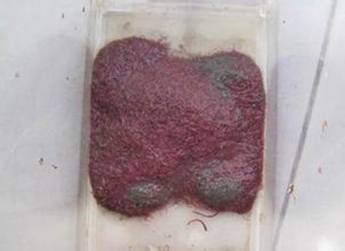 通用鱼饵的特性_WWW.YUJUCEPING.COM