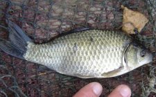 淡水域的鱼类食性分类