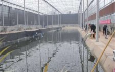 冬天黑坑大棚怎么钓鲫鱼