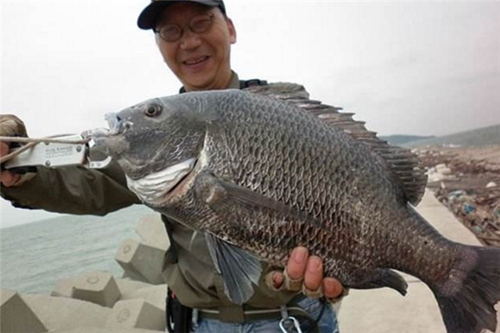 海钓黑鲷的钓点选择和钓组搭配_WWW.YUJUCEPING.COM