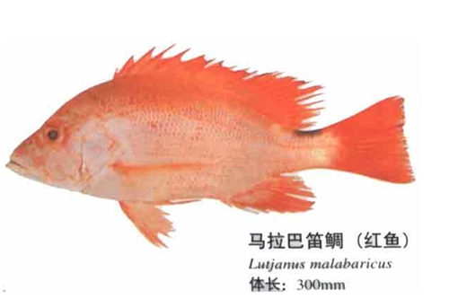 养殖网箱水域海钓红鱼技巧_WWW.YUJUCEPING.COM
