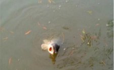春天朝天钩钓鲫鱼技巧