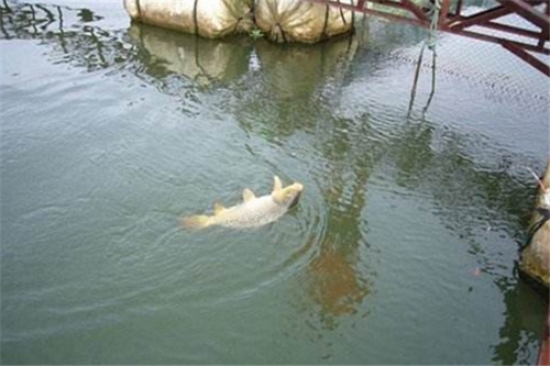 野河哪些钓位中鱼率高_WWW.YUJUCEPING.COM