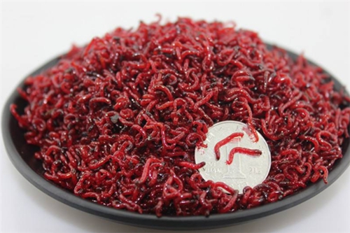 冬天正确选用红虫的技巧_WWW.YUJUCEPING.COM