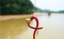蚯蚓钓鱼饵的实用方法