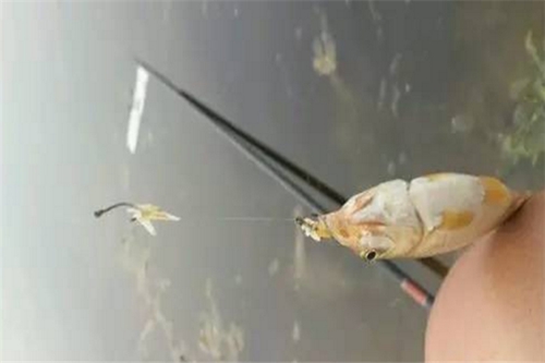 海边根钓的方法_WWW.YUJUCEPING.COM