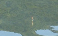 野钓鲫鱼的最佳抬竿时机