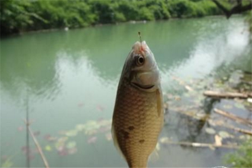 野外飞蝇钓脱钩跑鱼的原因_WWW.YUJUCEPING.COM