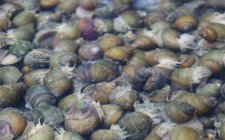 选用适合钓青鱼钩饵的技巧