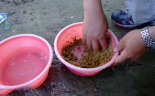 怎样在野外钓到鱼