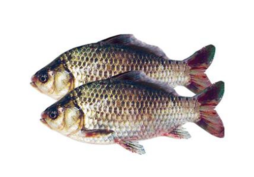 淡水鱼类的食性分类_WWW.YUJUCEPING.COM