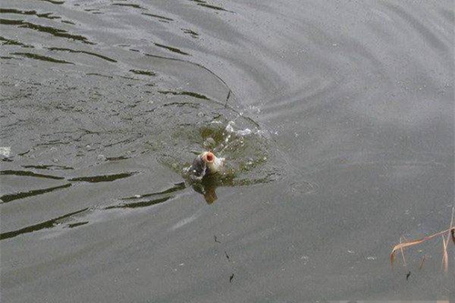 水域钓鲢鳙的五大技巧_WWW.YUJUCEPING.COM