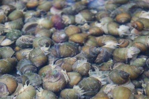 利用螺蛳巧钓青鱼的五大常识_WWW.YUJUCEPING.COM