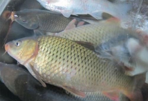钓鲤鱼要注意什么_WWW.YUJUCEPING.COM