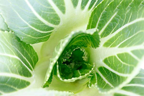 钓草鱼适用的饵料_WWW.YUJUCEPING.COM