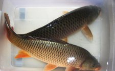 野生鲤鱼分布范围