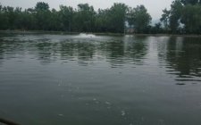 鱼星怎么看 钓鲤鱼追鱼星技巧