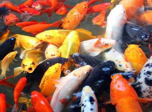 鲤鱼的种类和区别_WWW.YUJUCEPING.COM