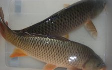 黑坑钓鲤鱼用什么小药好