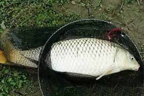 春天野钓鲤鱼的技巧_WWW.YUJUCEPING.COM