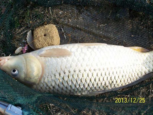 钓鲤鱼的自制爆炸钩饵料_WWW.YUJUCEPING.COM