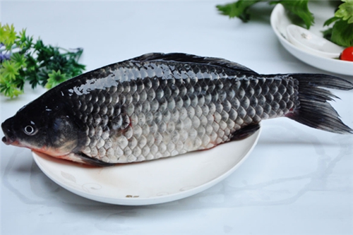 教你怎么巧辨七种鲫鱼_WWW.YUJUCEPING.COM