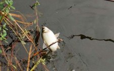 浅谈鲫鱼的生活习性