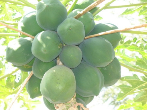 水果饵料的使用方法_WWW.YUJUCEPING.COM
