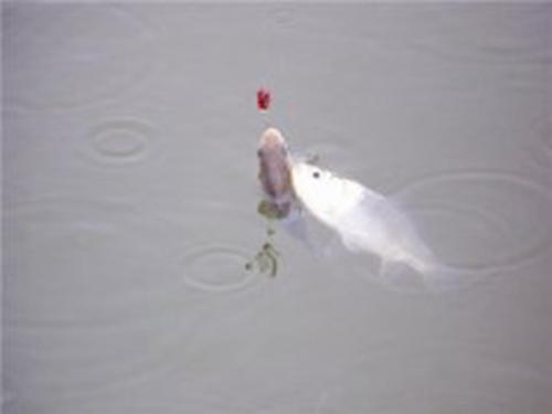钓鱼走水怎么办处理方法_WWW.YUJUCEPING.COM