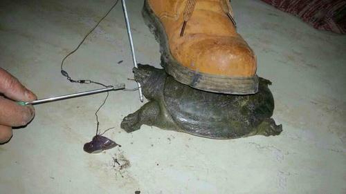 钓甲鱼的几个小技巧_WWW.YUJUCEPING.COM
