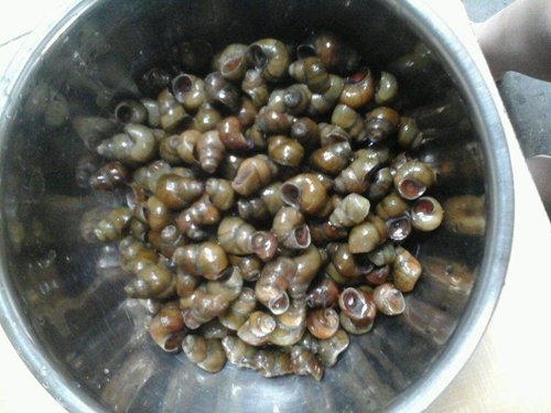 常见的水生荤饵介绍_WWW.YUJUCEPING.COM