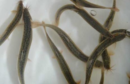 常见的水生荤饵介绍_WWW.YUJUCEPING.COM