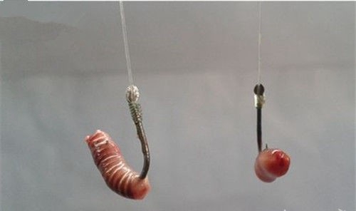 蚯蚓挂钩的方法_WWW.YUJUCEPING.COM