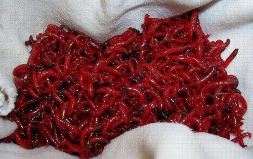 红虫挂钩的技巧_WWW.YUJUCEPING.COM