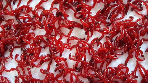 红虫挂钩的技巧_WWW.YUJUCEPING.COM